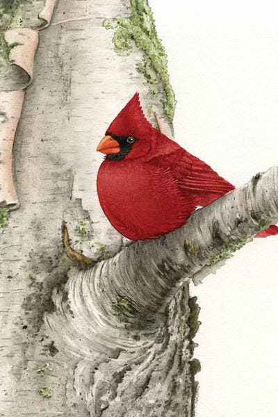 Birch Trees: Cardinal In Birch Tree by Tracy Lizotte