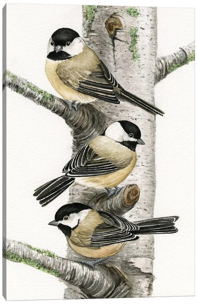 Chickadees In Birch Tree Canvas Art Print - Birch Tree Art