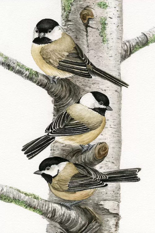 Chickadees In Birch Tree