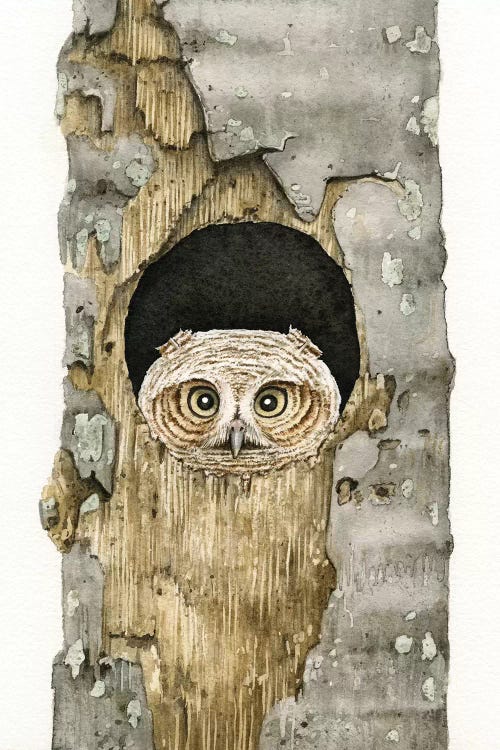 Peek A Boo Owl