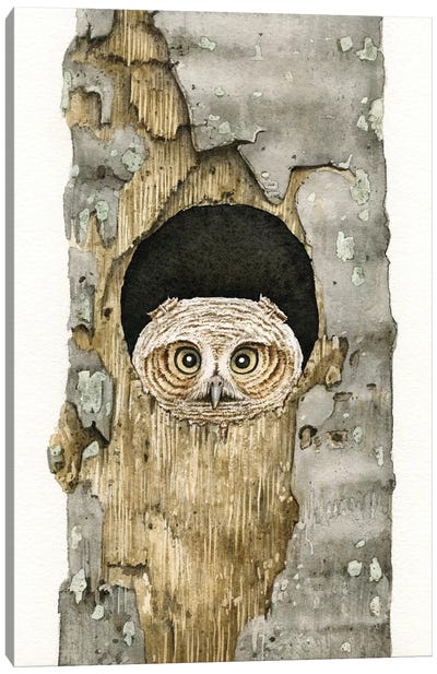 Peek A Boo Owl Canvas Art Print - Tracy Lizotte