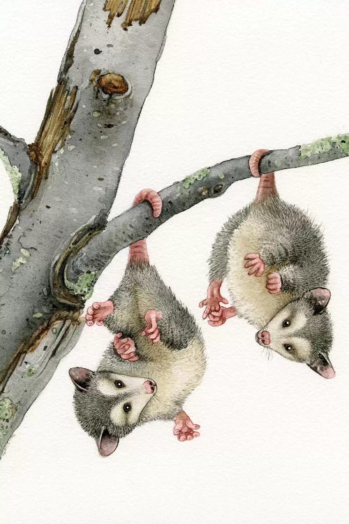 Playful Possums