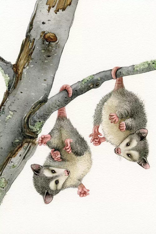 Playful Possums by Tracy Lizotte wall art