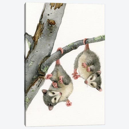 Playful Possums Canvas Print #TLZ63} by Tracy Lizotte Canvas Art Print