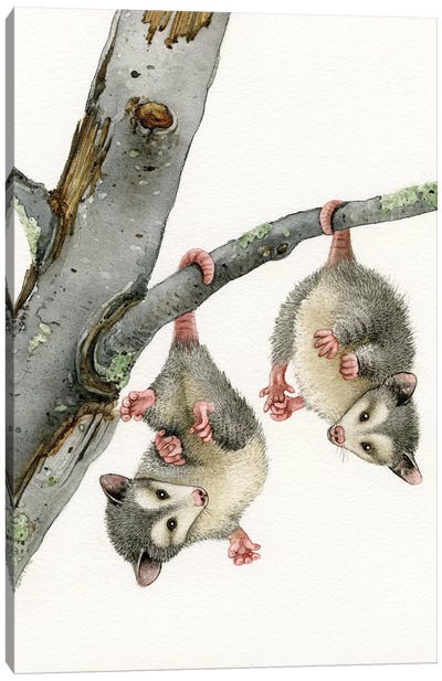 Playful Possums Canvas Art Print - Tracy Lizotte