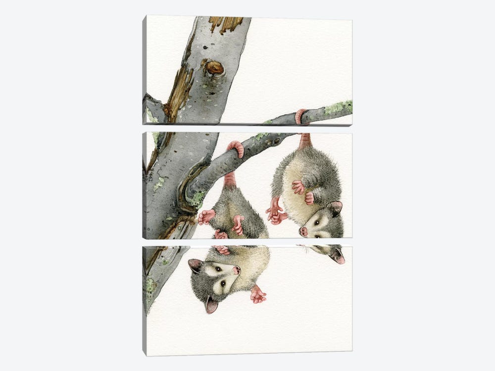Playful Possums by Tracy Lizotte 3-piece Canvas Print
