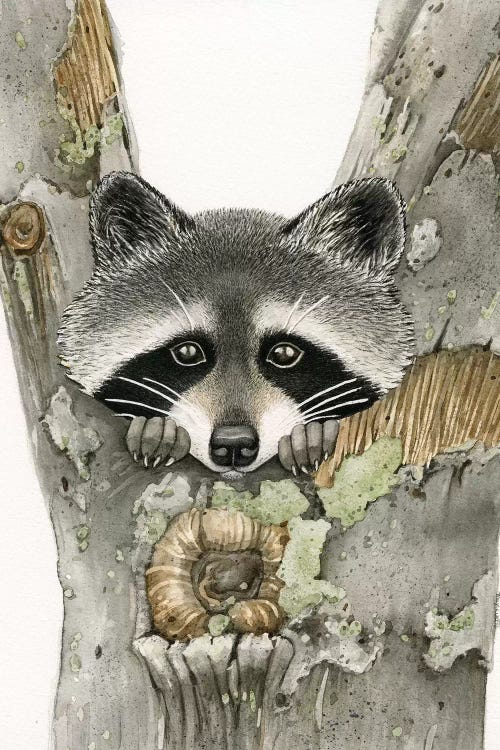 Raccoon