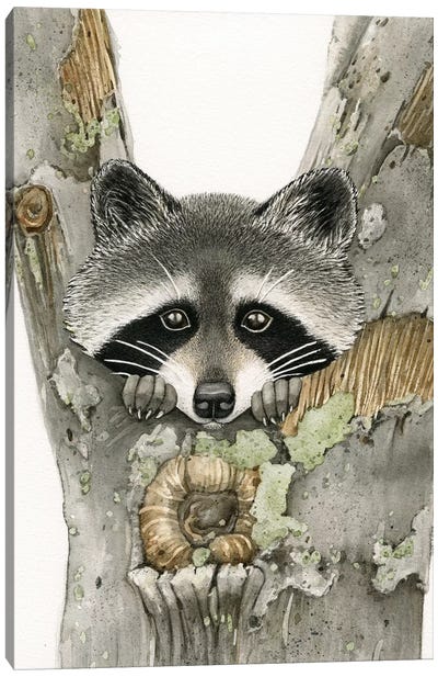 Raccoon Canvas Art Print - Tracy Lizotte