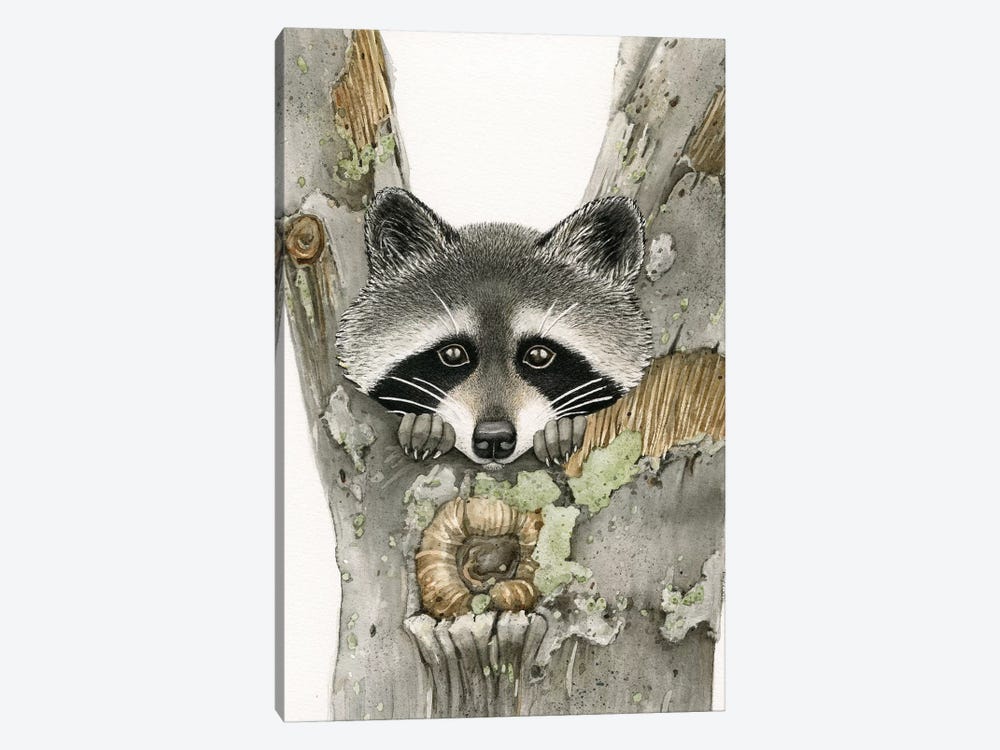 Raccoon by Tracy Lizotte 1-piece Canvas Wall Art