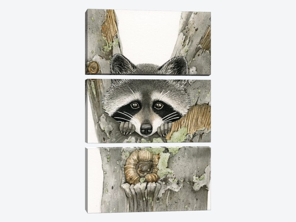 Raccoon by Tracy Lizotte 3-piece Canvas Art