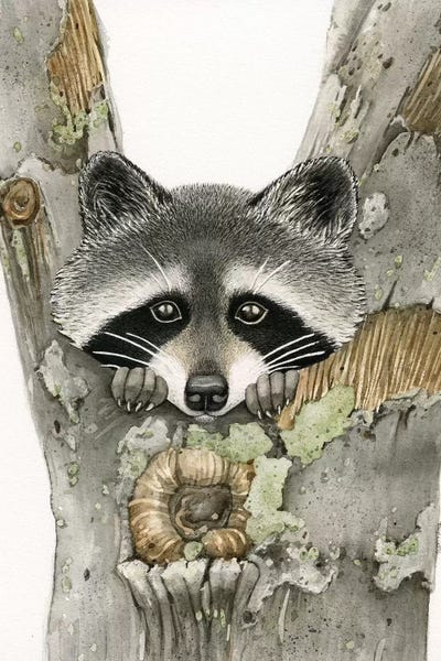 Raccoons: Raccoon by Tracy Lizotte