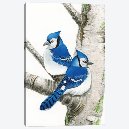 Blue Jays In Birch Tree Canvas Print #TLZ6} by Tracy Lizotte Canvas Art Print