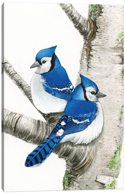 Blue Jays In Birch Tree Canvas Art Print - Jay Art