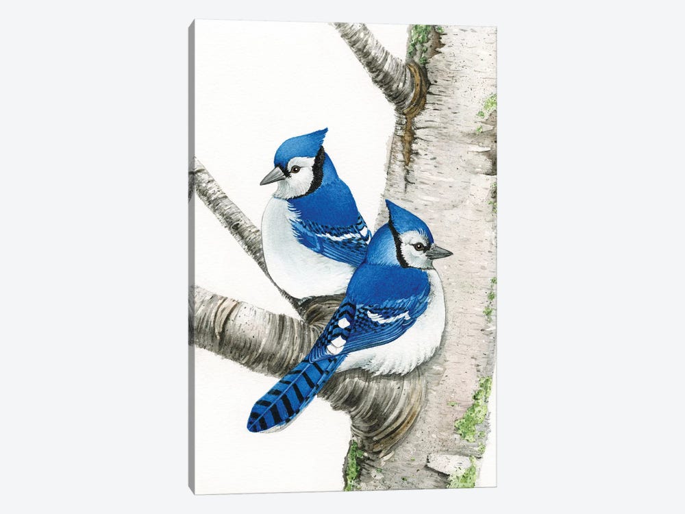 Blue Jays In Birch Tree by Tracy Lizotte 1-piece Canvas Art Print