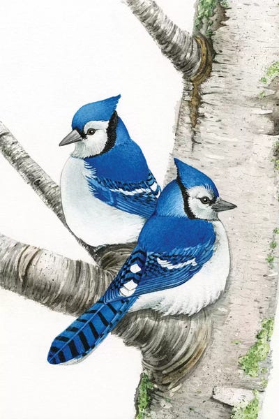 Lakehouse Décor: Blue Jays In Birch Tree by Tracy Lizotte