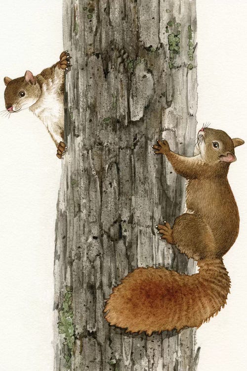 how to draw a squirrel climbing a tree