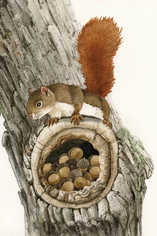 The Nut Collector