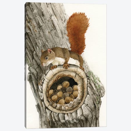 The Nut Collector Canvas Print #TLZ80} by Tracy Lizotte Art Print