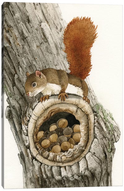The Nut Collector Canvas Art Print - Squirrel Art