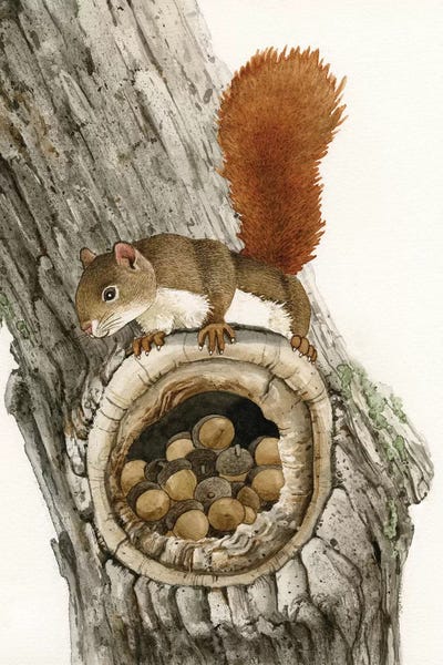 Lakehouse Décor: The Nut Collector by Tracy Lizotte