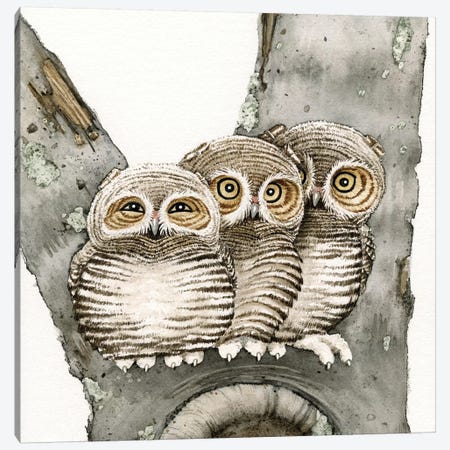 Three Owls Canvas Print #TLZ84} by Tracy Lizotte Canvas Wall Art
