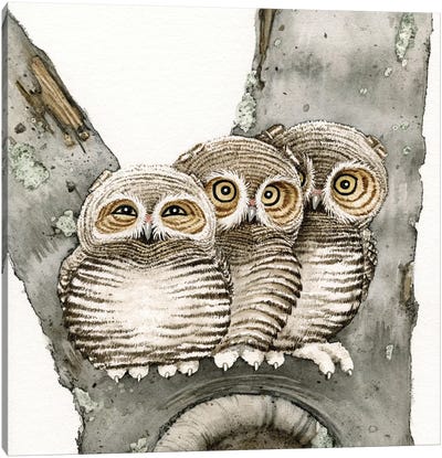 Three Owls Canvas Art Print - Owl Art