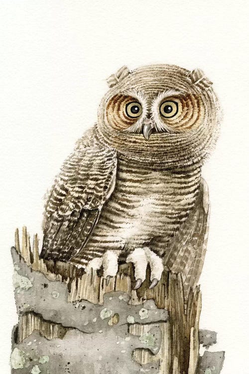 Wandering Owl