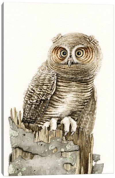 Wandering Owl Canvas Art Print - Tracy Lizotte