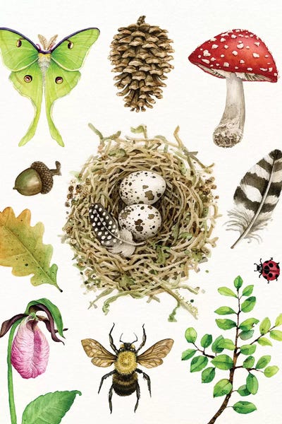 Lakehouse Décor: Woodland Study I by Tracy Lizotte