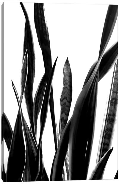 Plant VI Canvas Art Print - Black & White Minimalist Décor