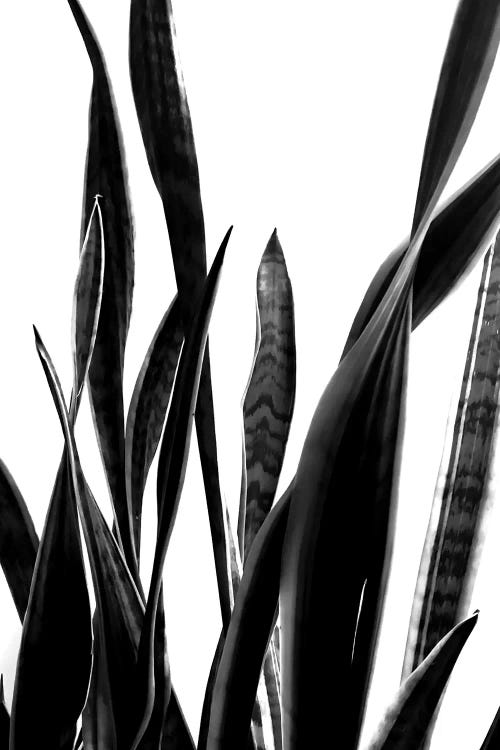 Plant VI by The Maisey Design Shop wall art