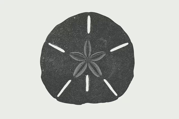 Sand Dollar by The Maisey Design Shop wall art