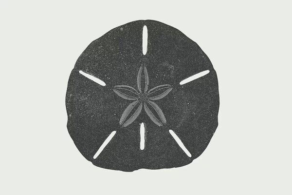 Sand Dollars: Sand Dollar by The Maisey Design Shop