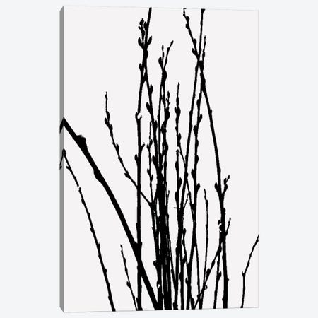 Stick Plant VI Canvas Print #TMD49} by The Maisey Design Shop Canvas Wall Art