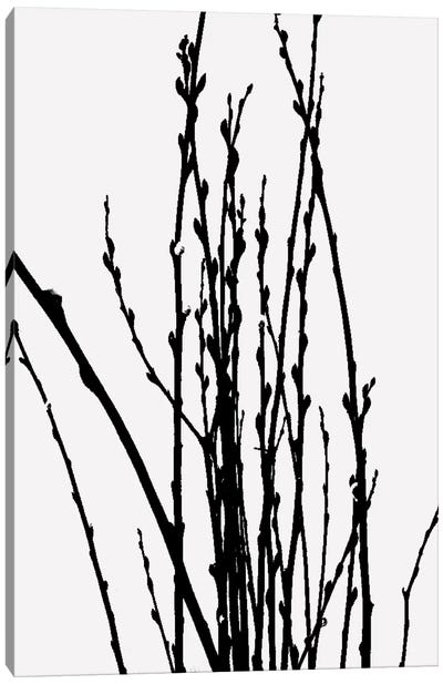 Stick Plant VI Canvas Art Print - The Maisey Design Shop