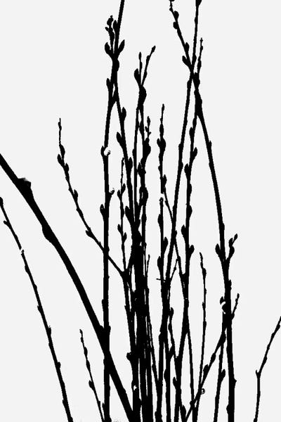 Black & White Florals: Stick Plant VI by The Maisey Design Shop