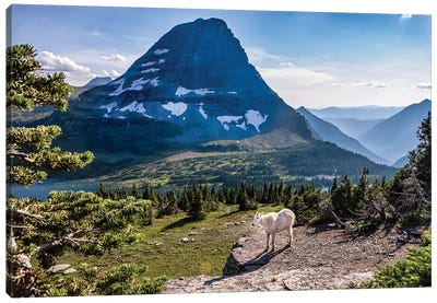 Mountain Goat in front of Bearhat Mountain and Hidden Lake. Glacier National Park, Montana, USA. Canvas Art Print - Snowy Mountain Art