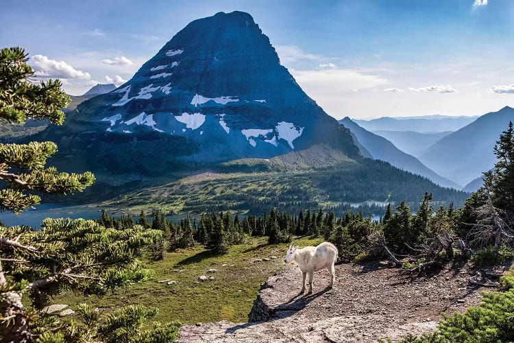 Mountain Goat in front of Bearhat Mountain and Hidden Lake. Glacier National Park, Montana, USA.