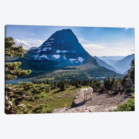 Mountain Goat in front of Bearhat Mountain and Hidden Lake. Glacier National Park, Montana, USA. Canvas Print #TNO14} by Tom Norring Canvas Art Print