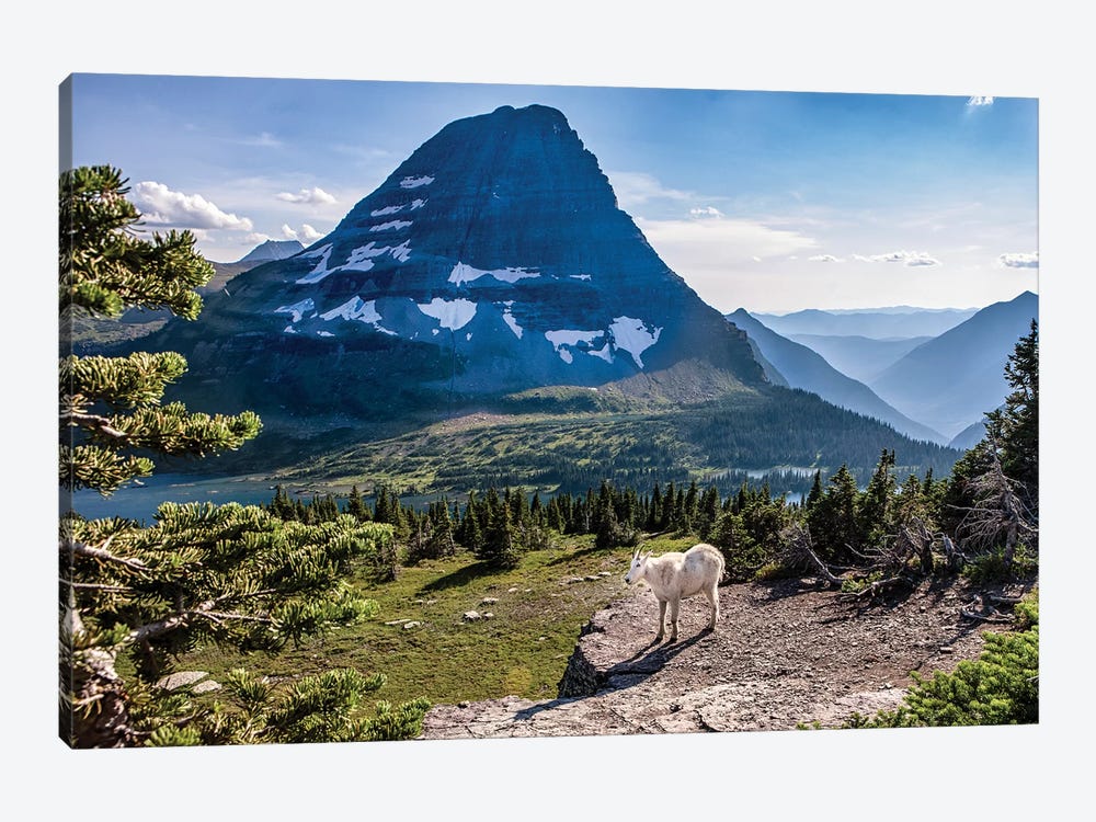 Mountain Goat in front of Bearhat Mountain and Hidden Lake. Glacier National Park, Montana, USA. by Tom Norring 1-piece Canvas Artwork