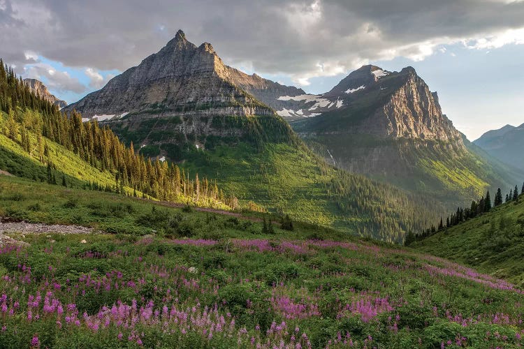 Wildflowers and Mountains. Glacier National Park, Montana, USA.