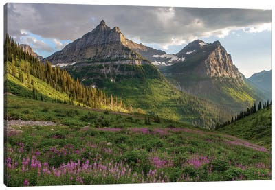 Wildflowers and Mountains. Glacier National Park, Montana, USA. Canvas Art Print - Glacier National Park Art