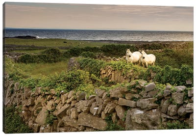 Inishmore Island. Aran Islands. Ireland. Horses Behind Rocky Fences Canvas Art Print - Ireland Art