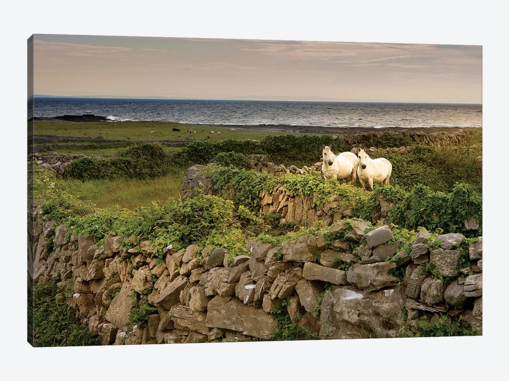Inishmore Island. Aran Islands. Ireland. Horses Behind Rocky Fences by Tom Norring 1-piece Canvas Print