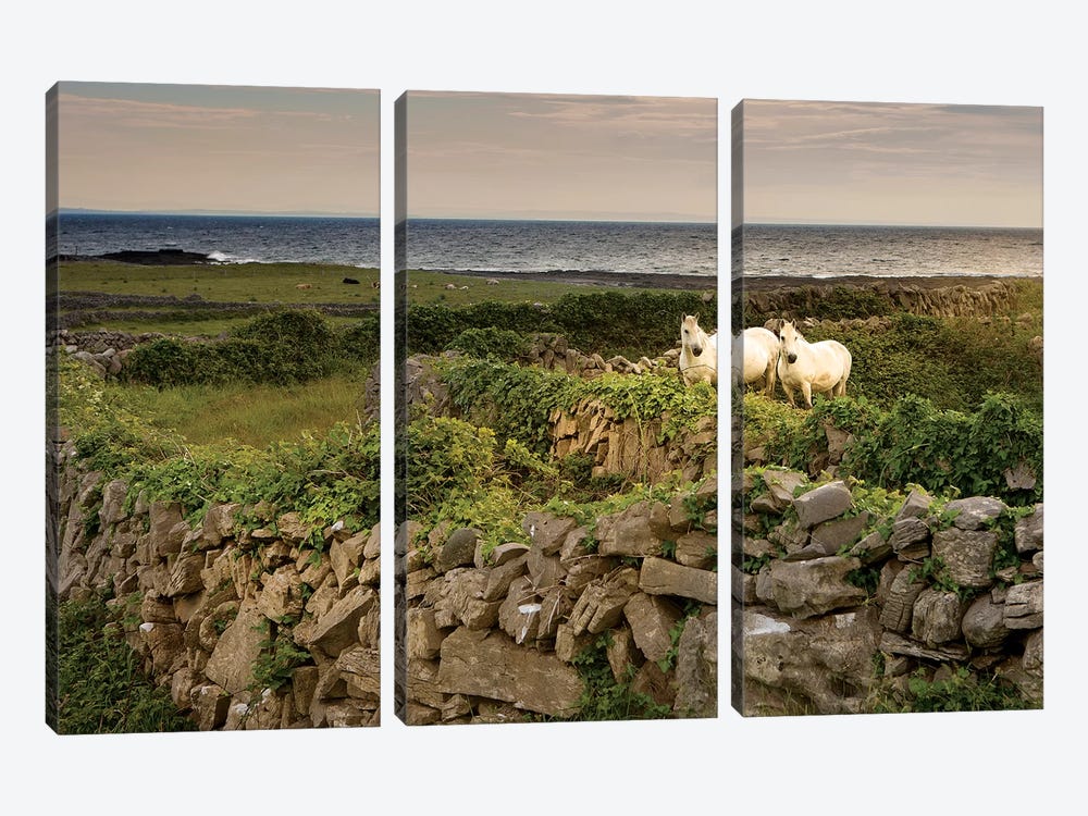 Inishmore Island. Aran Islands. Ireland. Horses Behind Rocky Fences by Tom Norring 3-piece Canvas Print
