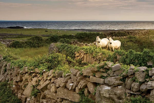 Tom Norring: Inishmore Island. Aran Islands. Ireland. Horses Behind Rocky Fences by Tom Norring