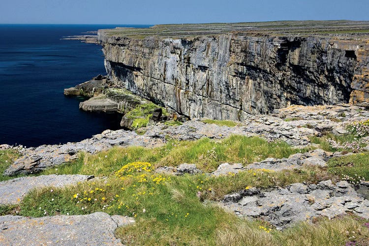 Inishmore Island. Aran Islands. Ireland. Limestone Sea Cliffs. Atlantic Coast. Flowers On Rocks