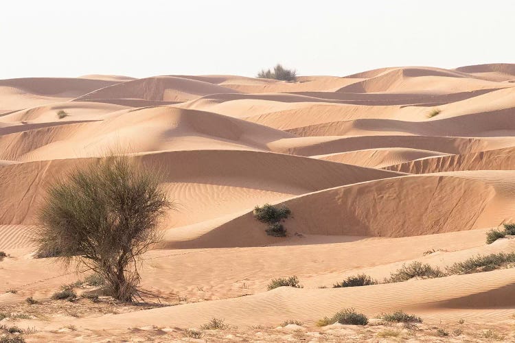 Desert with sand. Abu Dhabi, United Arab Emirates.