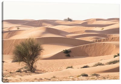 Desert with sand. Abu Dhabi, United Arab Emirates. Canvas Art Print - Abu Dhabi