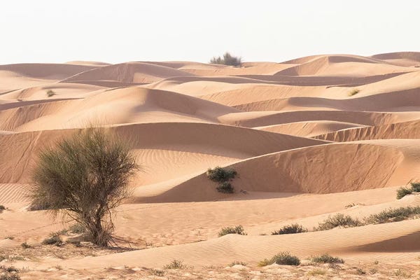 Desert with sand. Abu Dhabi, United Arab Emirates.